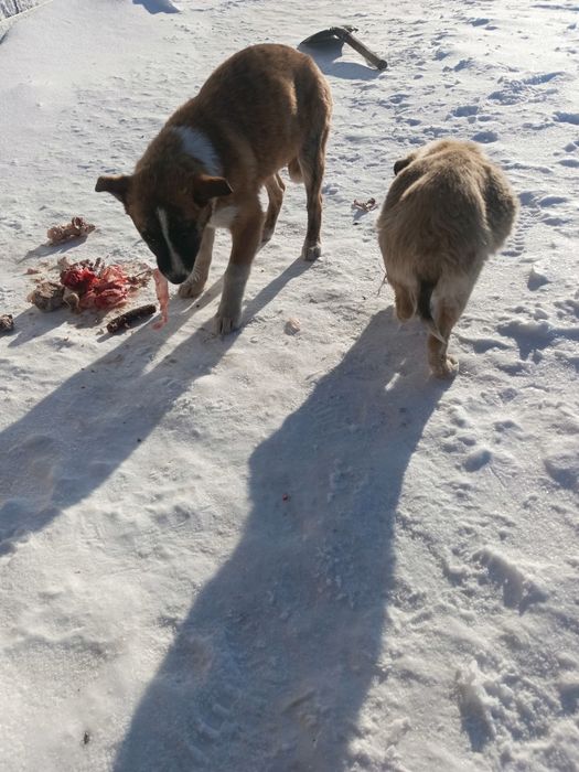 В добрые руки щенки