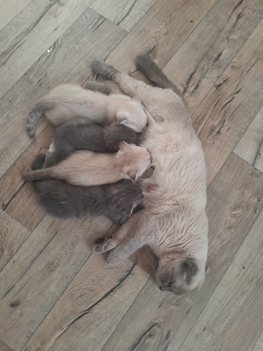Продам котят шотландские веслоухие