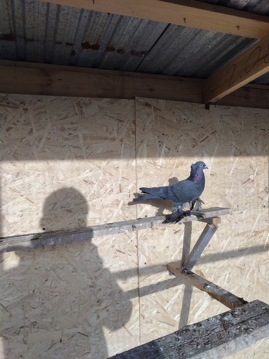 Самец жук чубатый прошлогодний