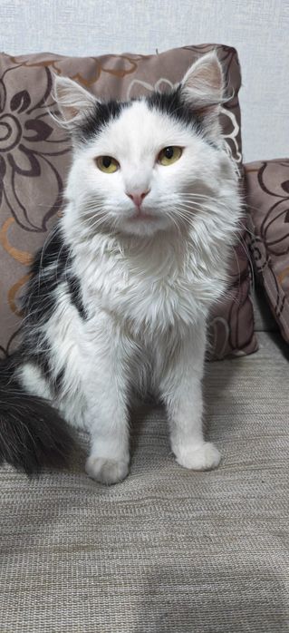 Отдам отличного кота
