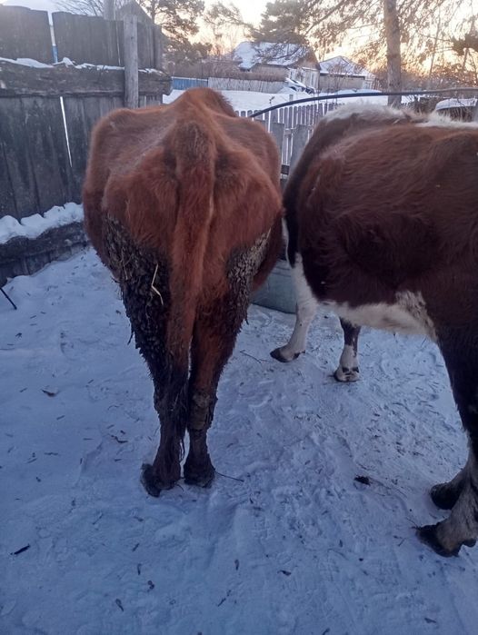 Продам стельных  коров