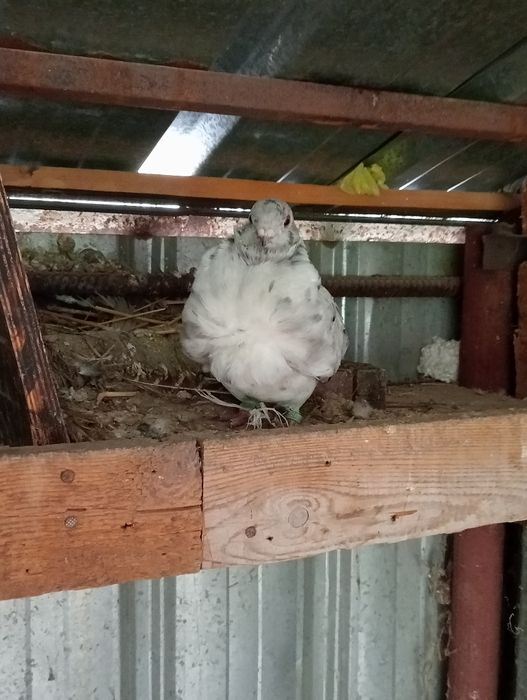 Продам чяек парами .