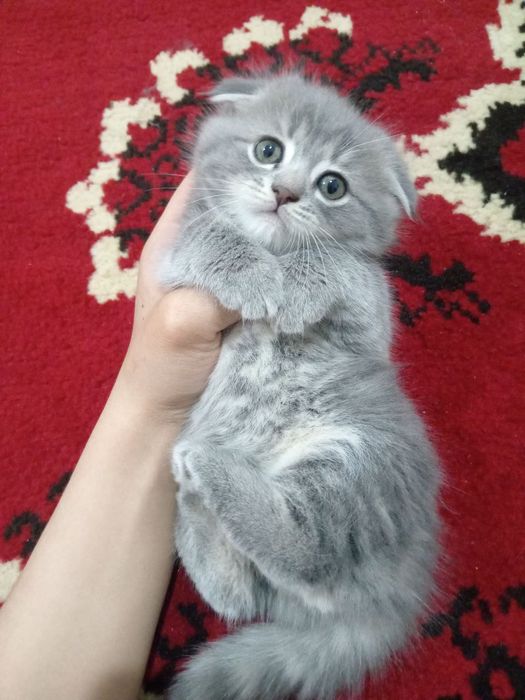 Продаю породистых котят скотишфолд и скотишстрайт