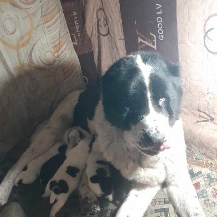 Молодой алабай для вязки