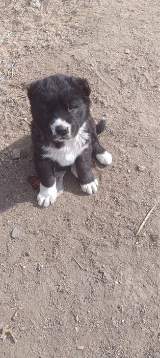 Продаются щенки Төбета