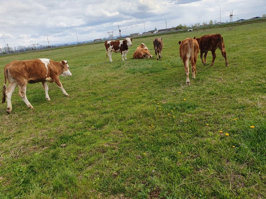 Vand 5 juninci baltate