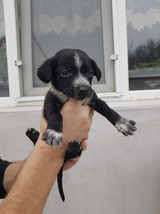 отдам бесплатно в добрые руки