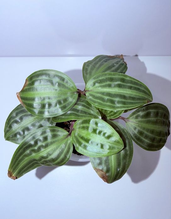 Геогенантус, комнатные растения, комнатные цветы