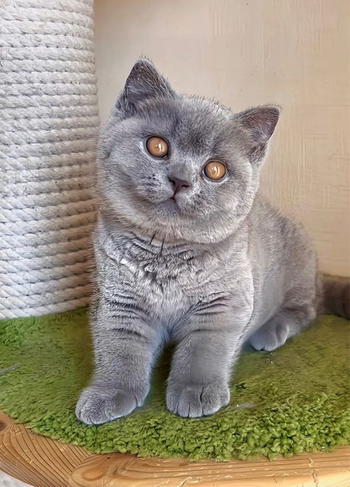 British shorthair blue