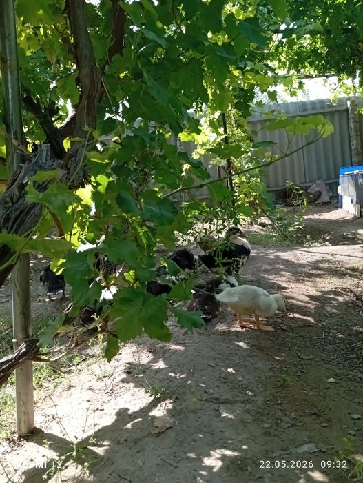 Продаю индоуток  двух месяца