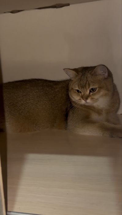 продаются котята