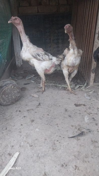 Zoti turk srochni sotiladi joy boshatishga 2 tasi