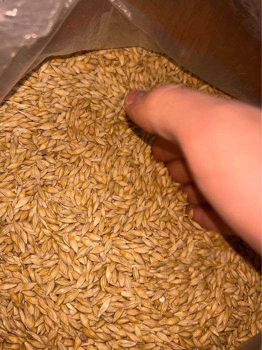 Семена ячменя.Арпа тұқымы