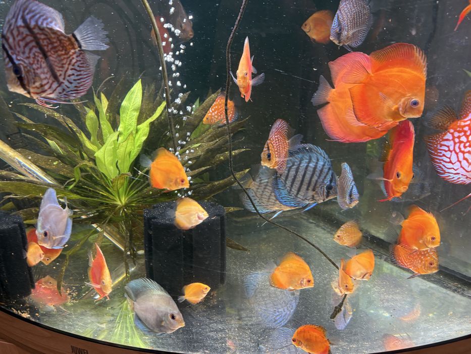 Pui discus  red melon si pigeon