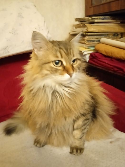 Отдам кошку в добрые руки