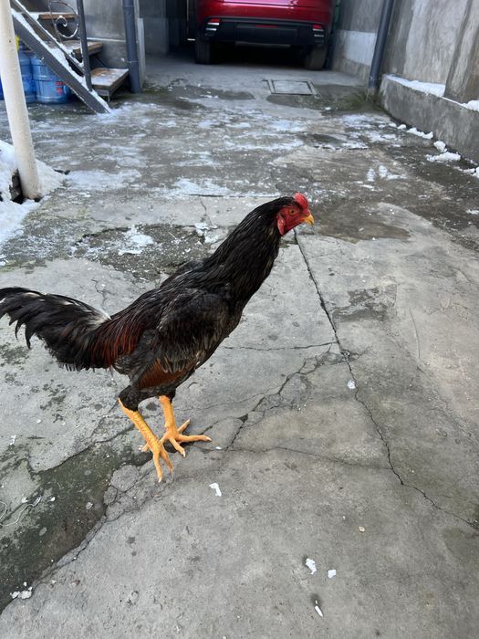 May oyini oxirida ochilgan jojalar