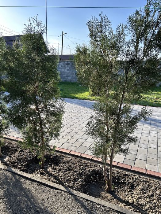 Туи Брабант! Туи Брабант! Туи Брабант!