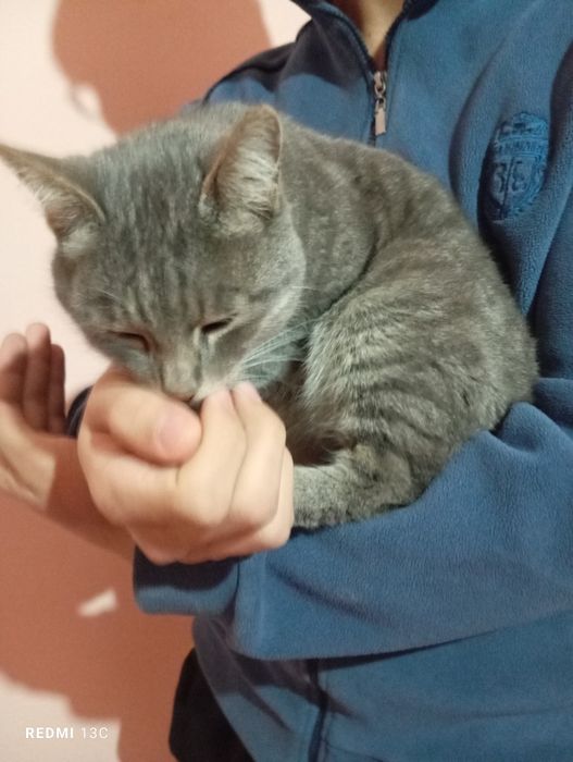 Muizza mushuk srochna sotiladi