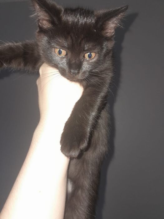 Отдам котят бесплатно