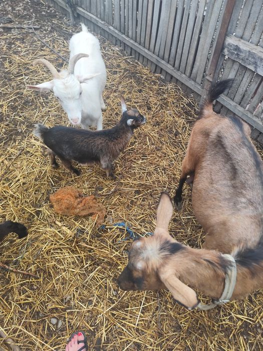 2 capre și 3 iezi