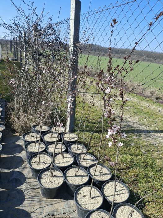 Tuia smaragd verde,gold si columnara gold,photina,prunus nigra,leyland