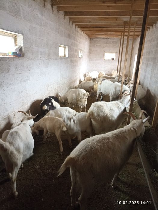 Козлята нубийских_ЗОАНИНСКИ