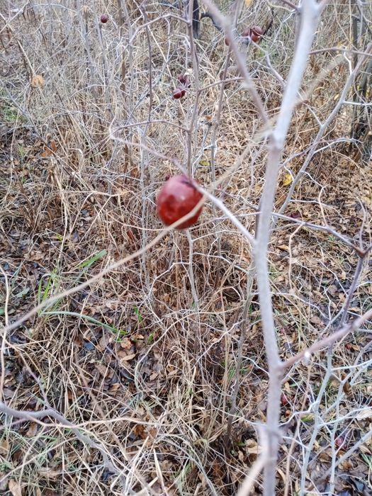 Chilonjiyda koʻchati