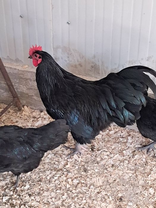 Vând cocoși rasa australop