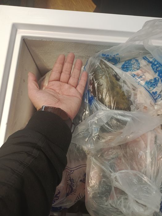 Сёмга,голова Сёмги