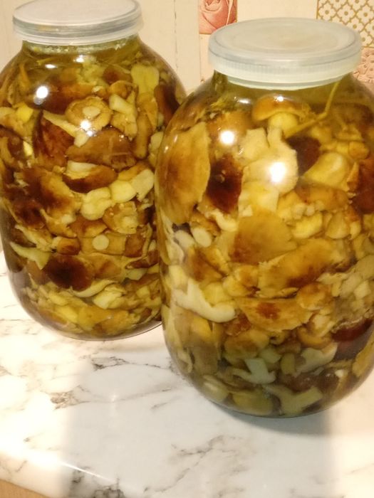 Продам грибы подтопольники.