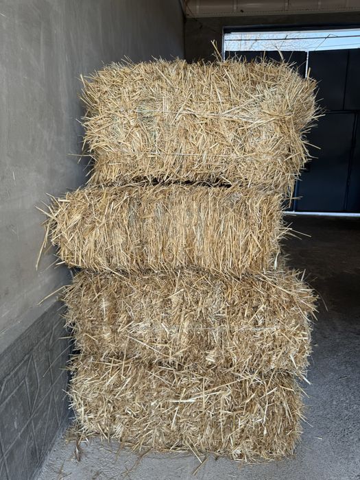 Somon press sotiladi