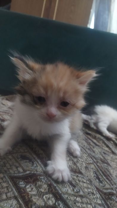 Продам котят  веслоухие