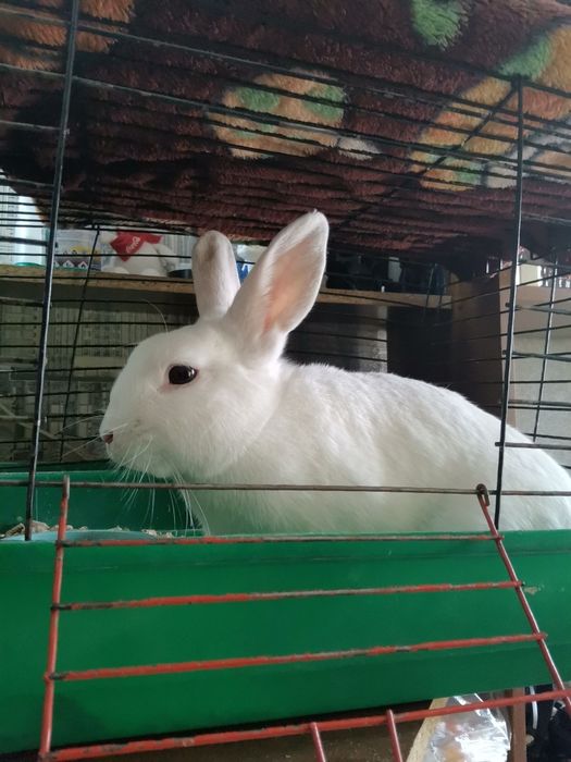 Продам кролика декоративного