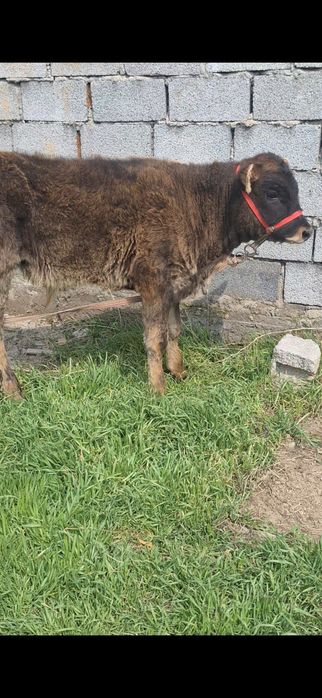 Швед бузаулар сатылады 2 бас