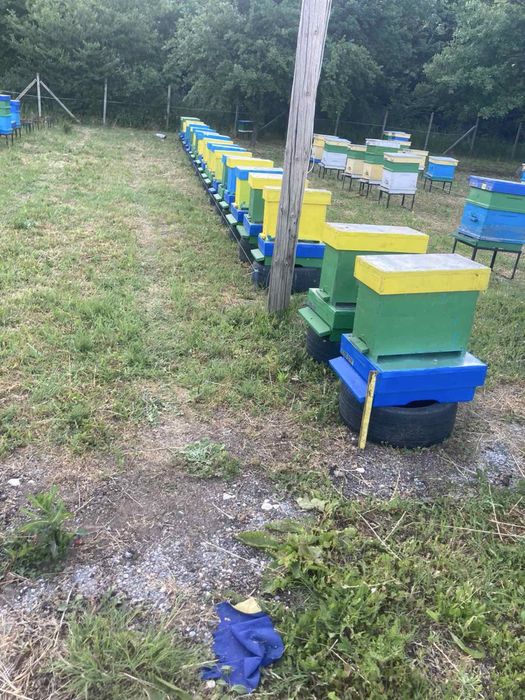 Чист натурален пчелен мед от Средна гора