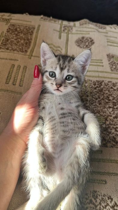 Отдам кошечку в добрые руки,  1,5 месяца