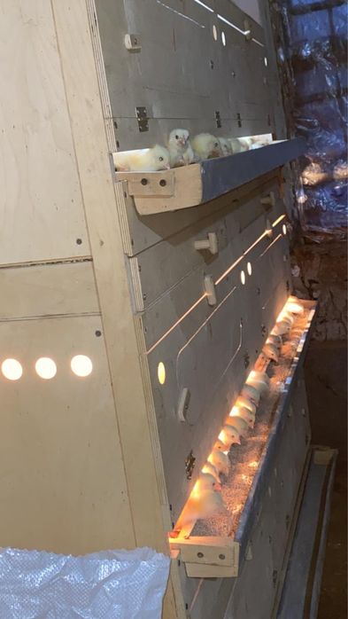 Брудер балапандарға арналған