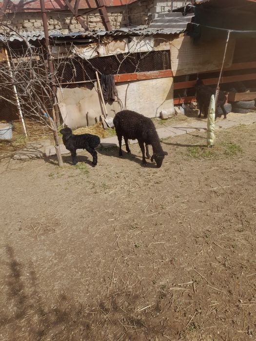 Она бола куйлар сотилади