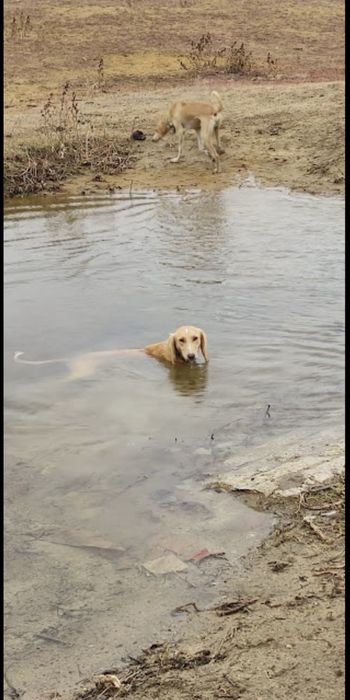 Шашақ Тазы арлан.