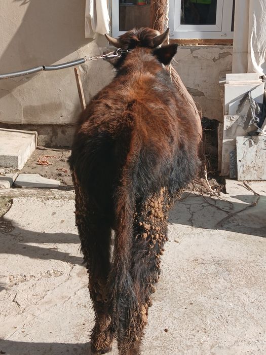 Buqacha sotiladi yeyishi yaxshi kamchiligi yoq 100%