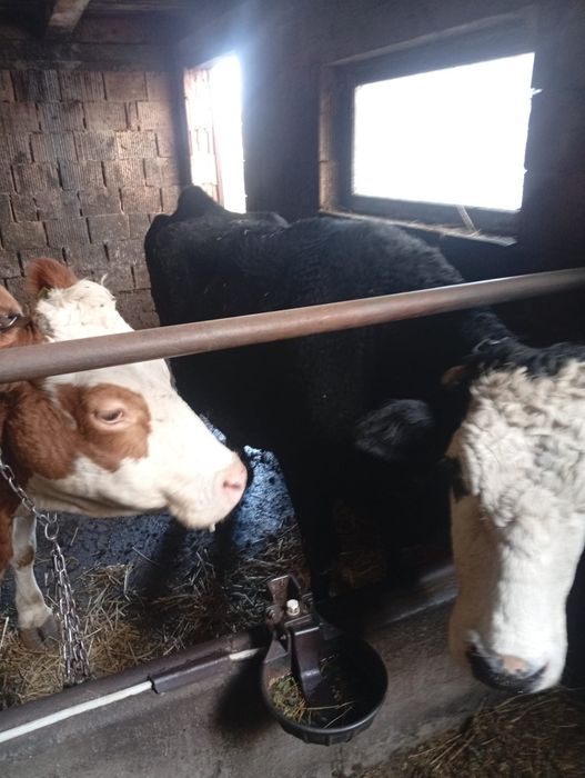 Vacă bună de vânzare .