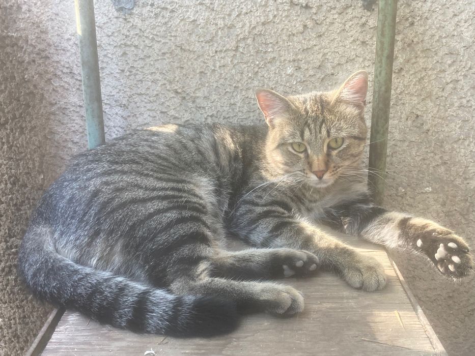 Млад котарак търси дом