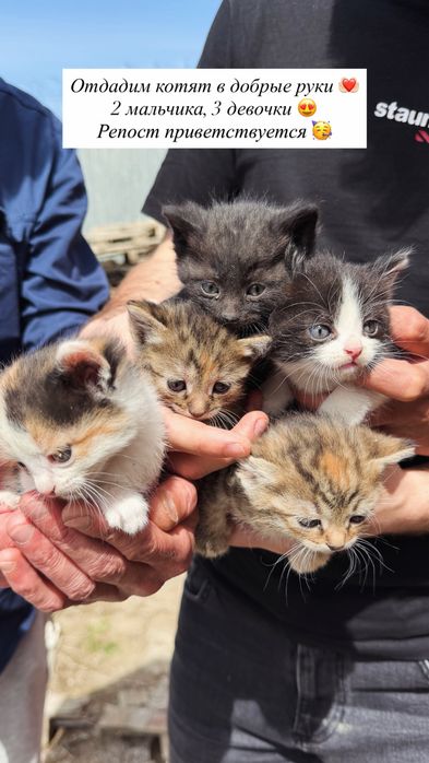 Котятка в добрые руки