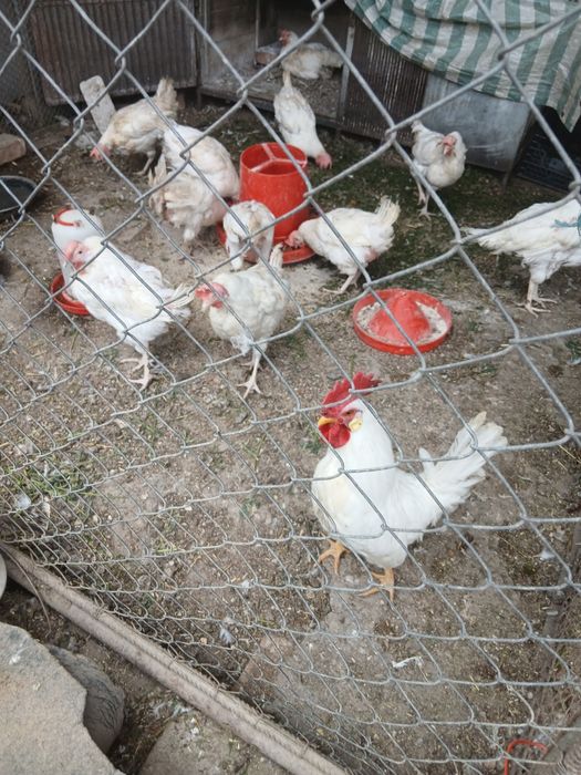 Oua pt incubat Leghorn alb și Issa Brawn