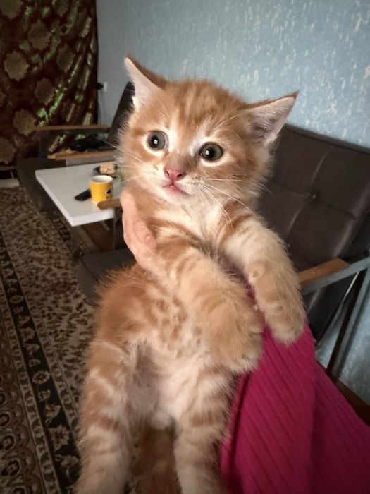 Pishakchala bepul  1yarim oyli