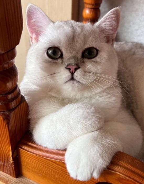 Взка шиншиллы серебро опытный красавец