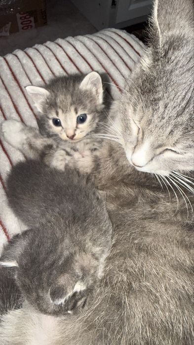 Котята…………………………………………………………