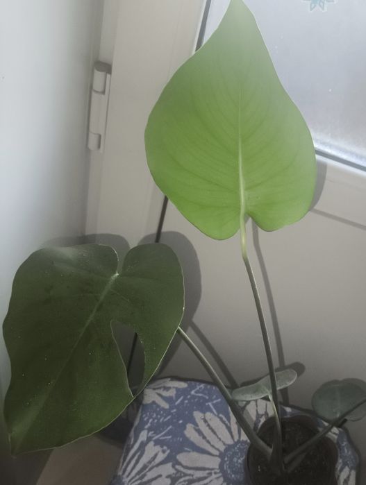 Продам комнатные цветы