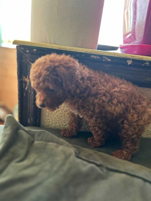 Той пудел - мини