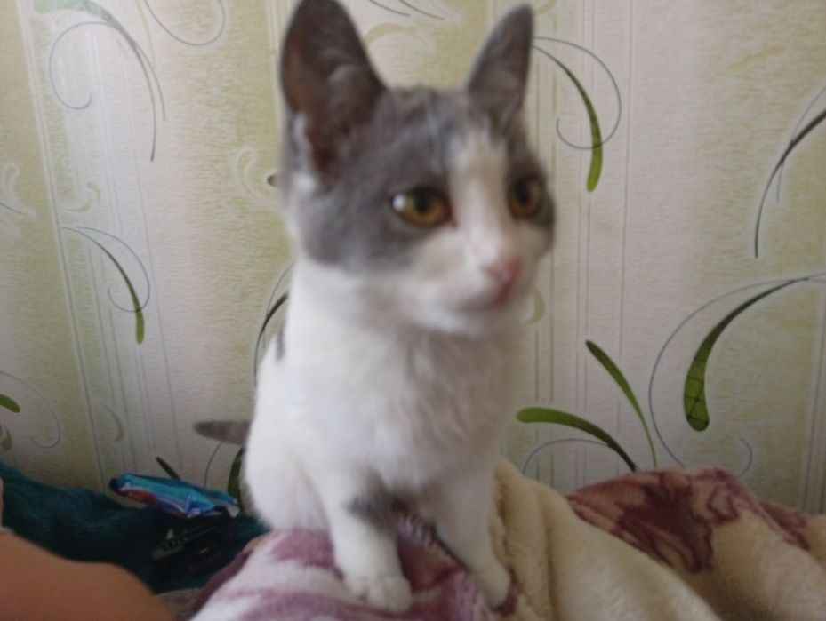 Кошка бесплатно срочно